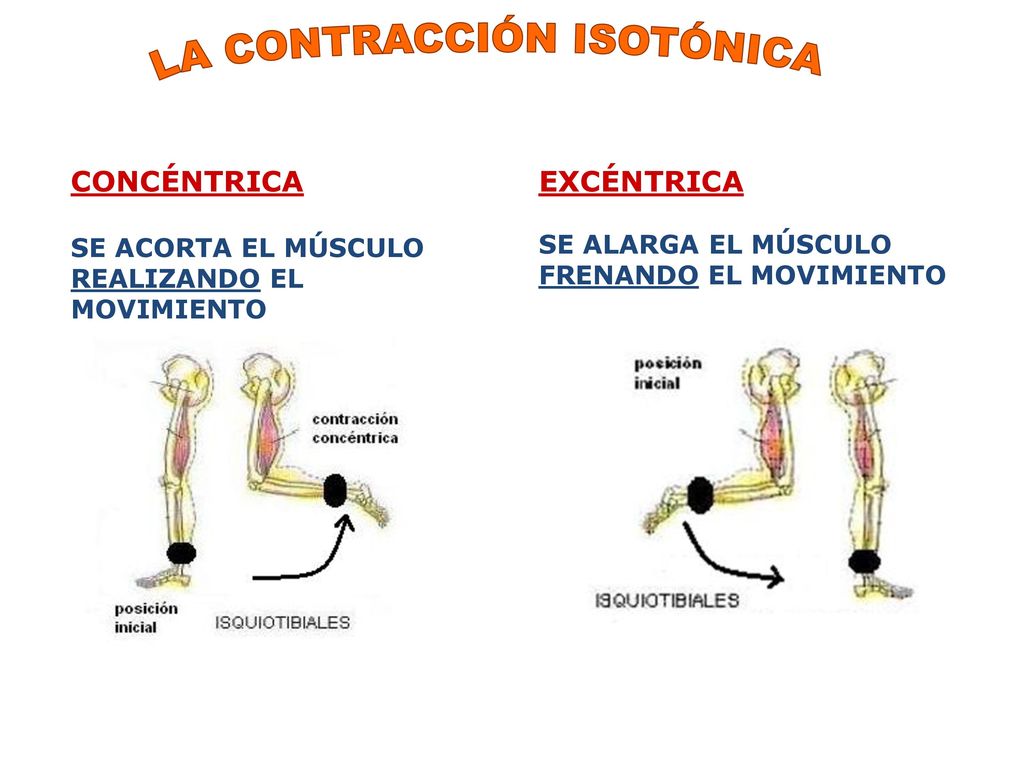 contraccion isotonica concentrica